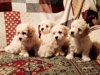 Maltipoo - 3