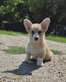 Welsh corgi penbroke - 3