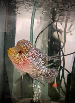 Flowerhorn samec č.2 - 3