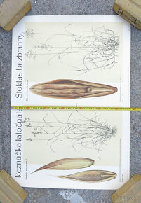 nástenná dekorácia Retro plagát ČSR 1960 botanika #H - 3
