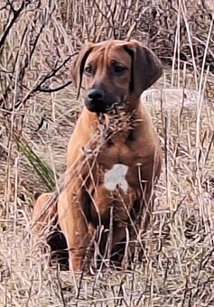 Rhodesian Ridgeback - 3