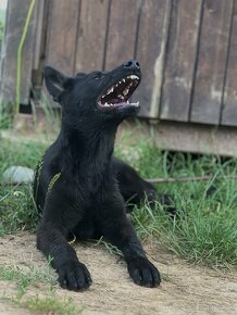 Nemecký ovčiak šteniatko s PP fenka - 3