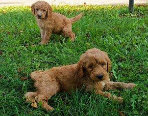 Goldendoodle - 3