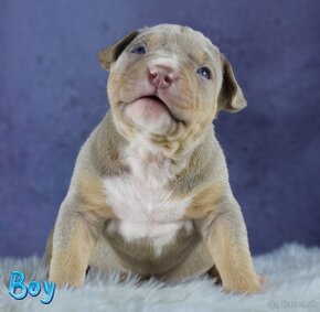 American bully Xl - 3