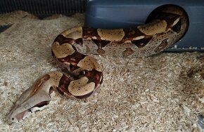 Boa constrictor - 3