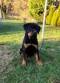 Šteniatko Rottweilera s PP - 3