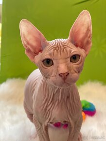 Don Sphynx PP - 3