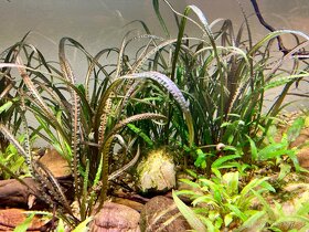 Cryptocoryne balansae - 3