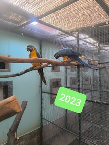 Ara ararauna 2023, 2024 - 3