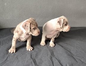 American Bully - 3