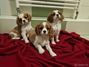 Cavalier King Charles Spaniel s PP - 3