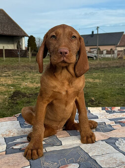 Maďarský ohař s PP / Vizsla - 3