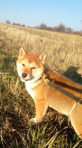 Shiba Inu s PP FCI - 3