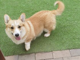 Welsh corgi parenie - 3