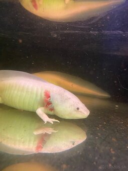 Axolotl mexicky - 3