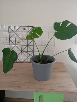 Monstera deliciosa - 3