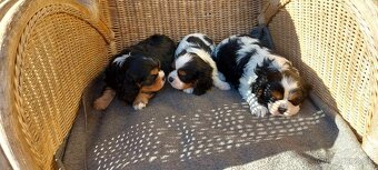 cavalier king charles spaniel - 3