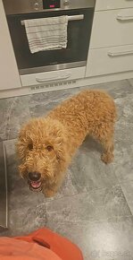 Goldendoodle - 3