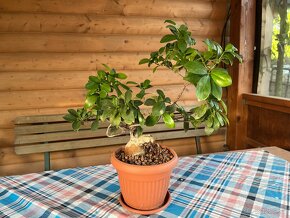 Ficus ginseng bonsai stredný #1 - 3