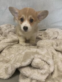 Pembroke Welsh Corgi - 3