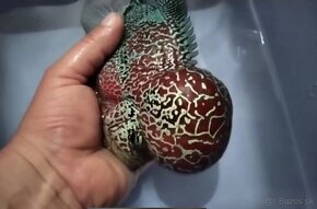 Flowerhorn Super Red Dragon - 3