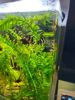 Akvarium 60l - 3