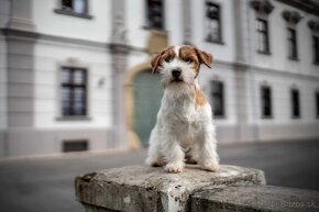 Jack russel terier s PP - 3