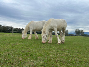 Tradičný Irish cob - 3