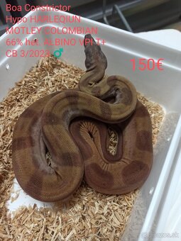 Boa Constrictor VPI T+ - 3