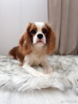 Cavalier King Charles Spaniel - 3