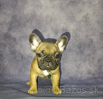 French bulldog/ francúzsky buldoček s PP - 3