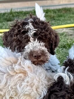 Lagotto romagnolo šteniatka - 3