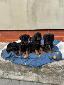 Šteniatka Doberman - 3