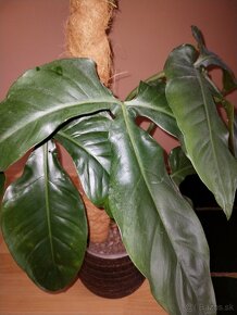 Philodendron - 3