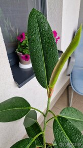 Ficus Elastica longifolia / Fikus / Gumovník - 3