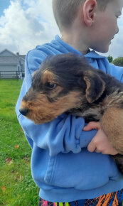 Šteniatka Airedale Terrier, registrácia KC - 3