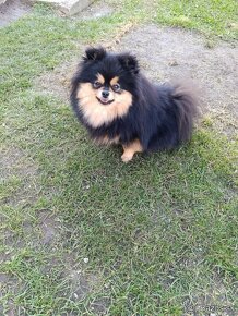 Pomeranian fenka - 3