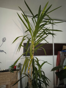 izbova  rastlina,  dracena  vysoka  2.60 m - 3