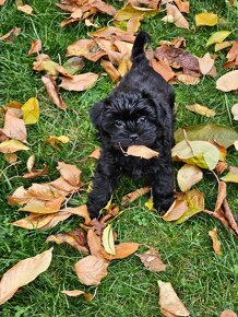 Opičí pinč šteniatka, affenpinscher s PP - 3