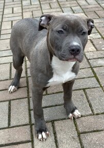 American bully s PP (Luna) - 3