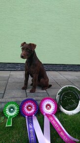 Patterdale terrier - 3