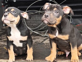 American bully - 3