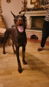 DOBERMAN S FCI P.P - 3