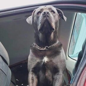 Cane Corso šteniatka - 3