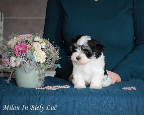 Havanský psík- Bichin havanese - 3