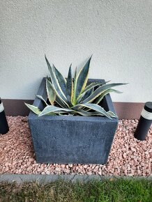 Agave AMERICANA VARIEGATA - 3