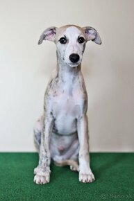 Whippet - 3