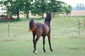 Športový pony, poník – predám 1,5 ročnú kobylu - 3