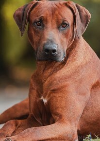 Rhodesian Ridgeback - 3