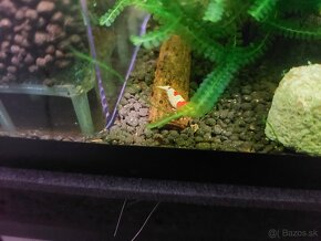 Predam krevetky Caridina crystal red, Caridina crystal black - 3